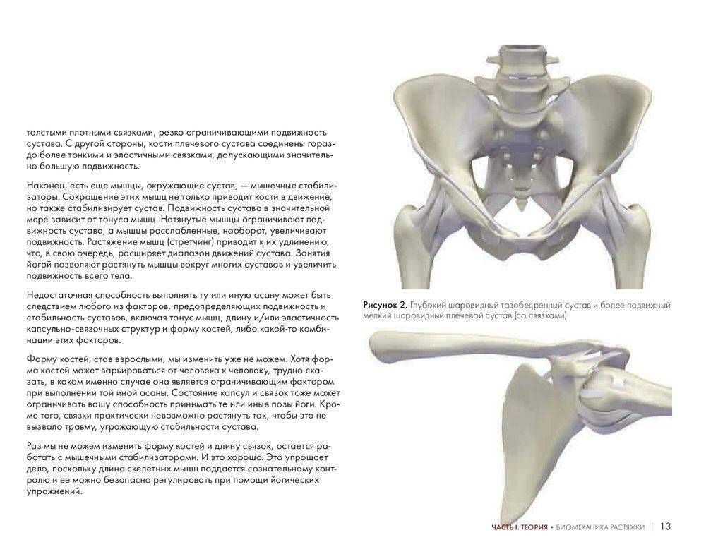 Ключевые позы йоги. Руководство по функциональной анатомии йоги фото книги 11