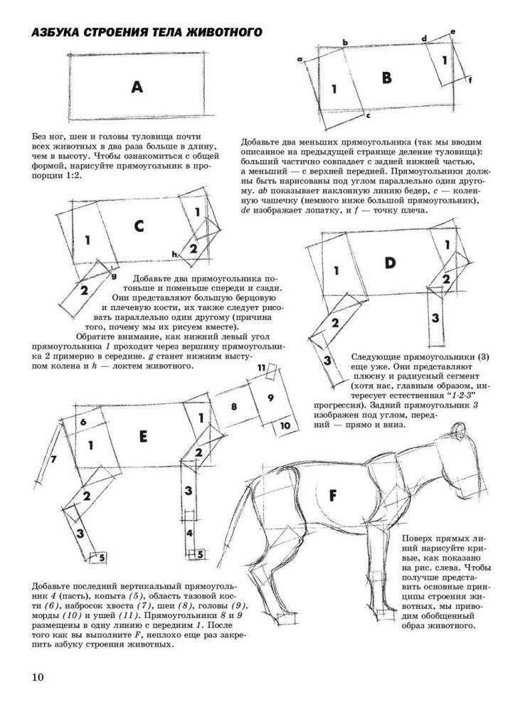 Как рисовать животных фото книги 7