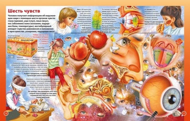 Тело человека. Первая энциклопедия для детей фото книги 3