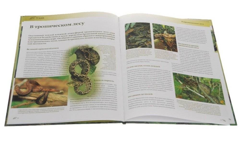 Удав. Охотник-невидимка фото книги 2