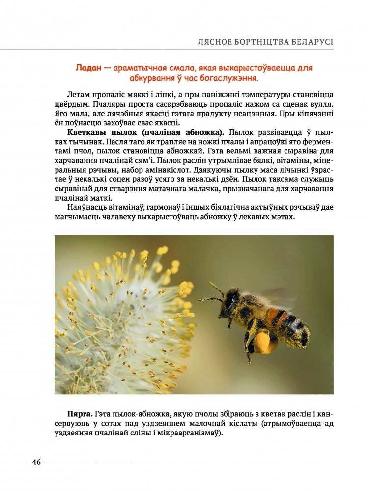 Лясное бортнiцтва Беларусi фото книги 8