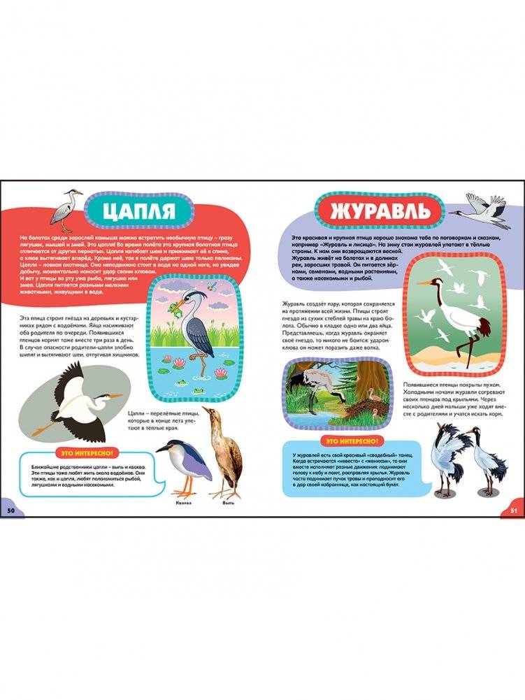 Птицы для самых маленьких. Лучшая энциклопедия для малышей фото книги 6