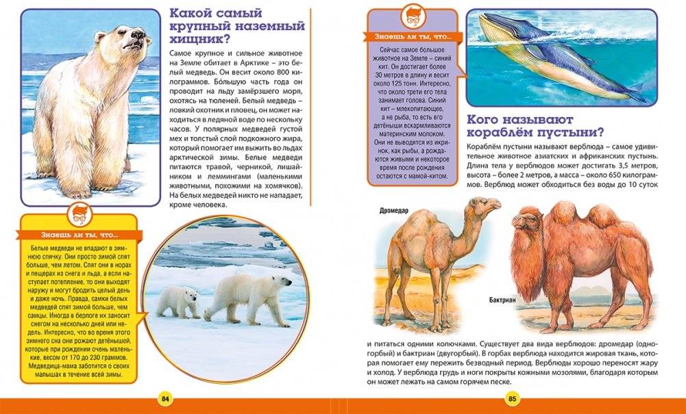 700 вопросов - 700 ответов. Современная детская энциклопедия фото книги 5