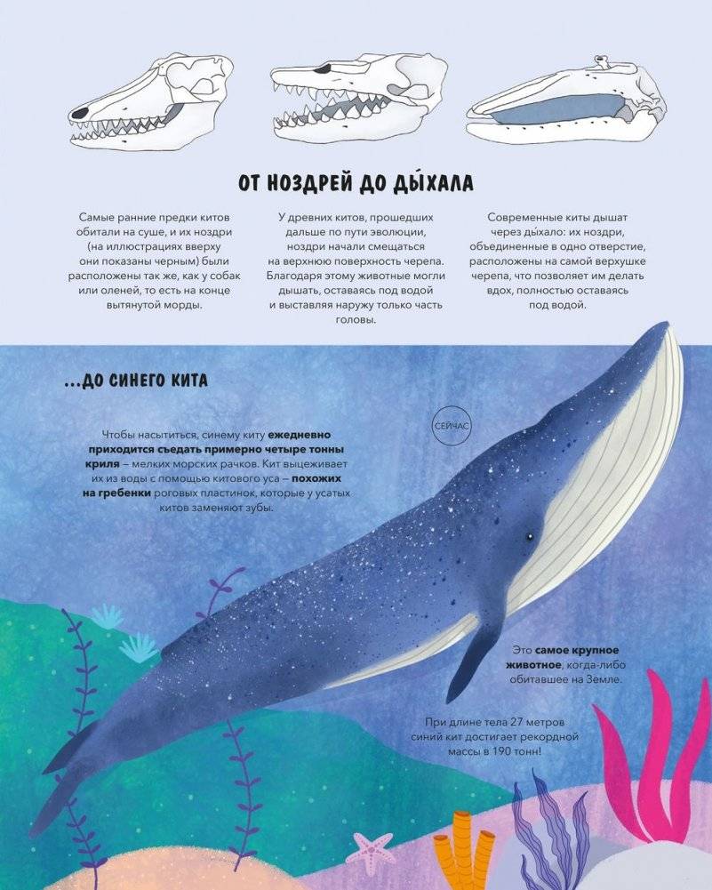 Эволюция. Как изменилась жизнь за миллиарды лет фото книги 5