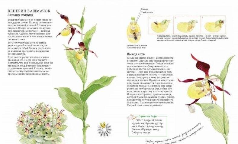 Софи в мире цветов фото книги 7