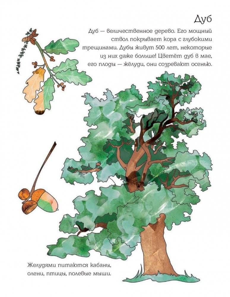 Мой первый гербарий. Цветы и листья фото книги 5