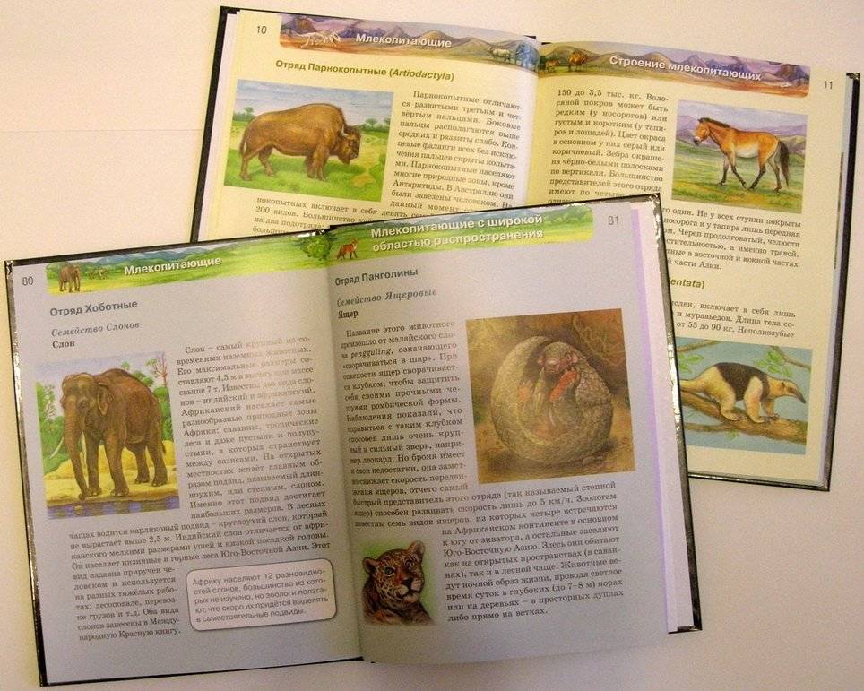 Энциклопедия. Млекопитающие фото книги 2