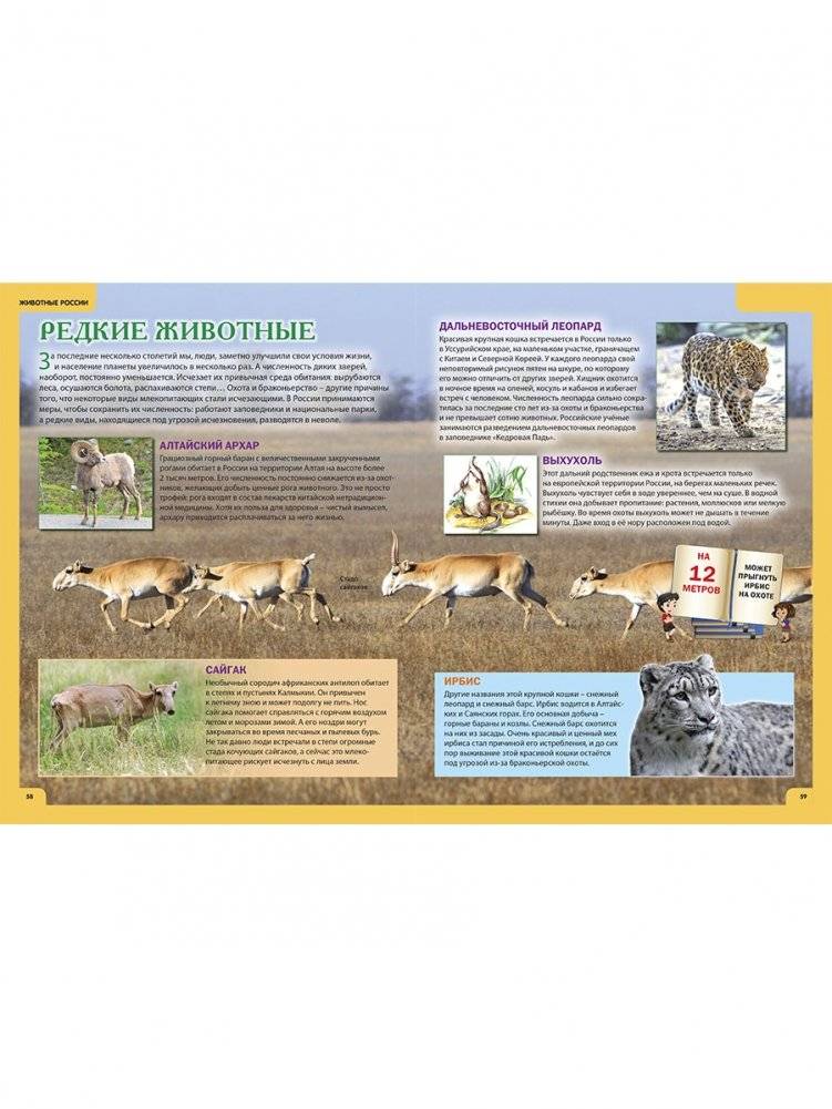 Животные России. Иллюстрированная детская энциклопедия фото книги 5