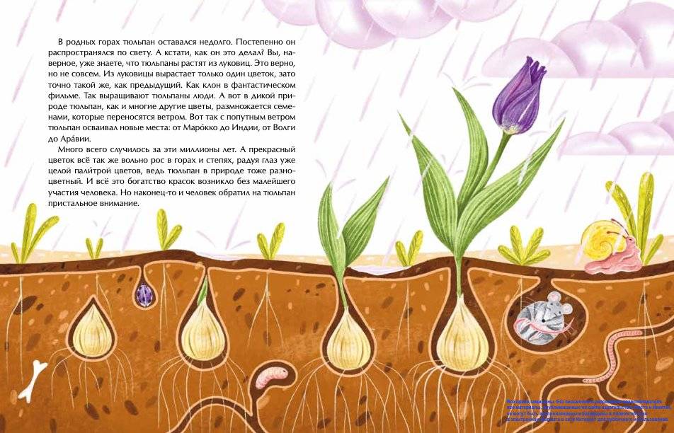 Тюльпан. Цветок султанов и мельников фото книги 3