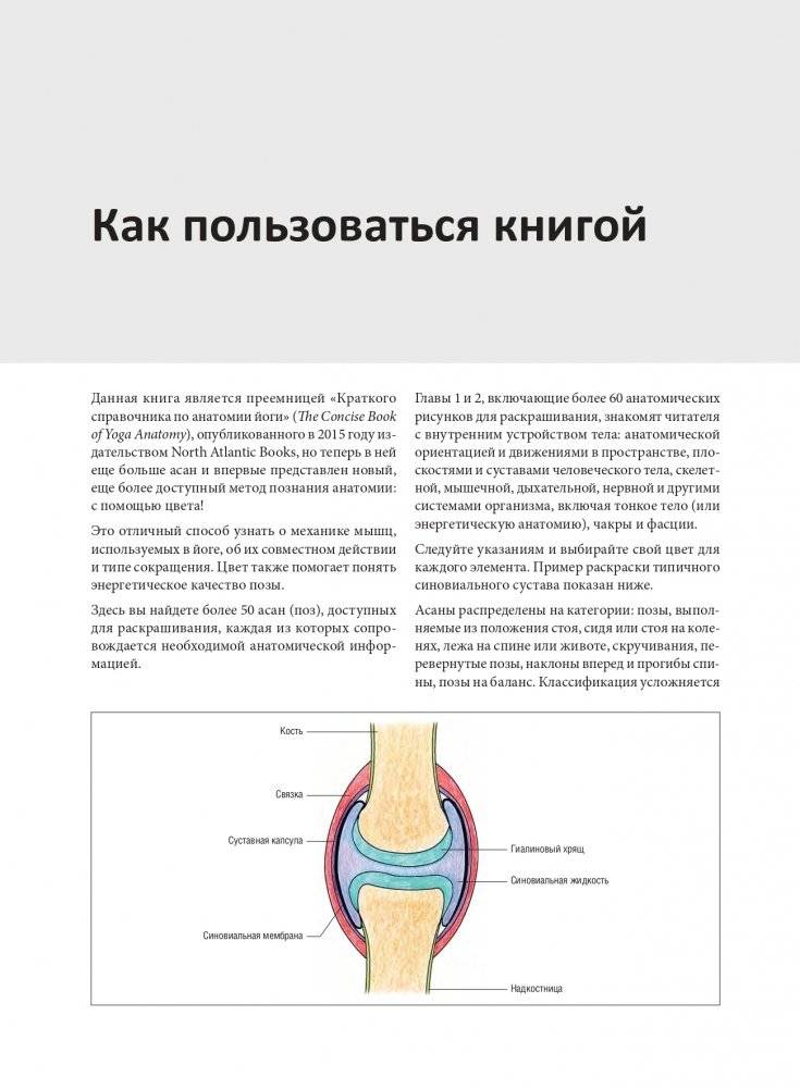 Анатомия йоги: раскраска. Изучите форму и биомеханику более чем 50 асан фото книги 5