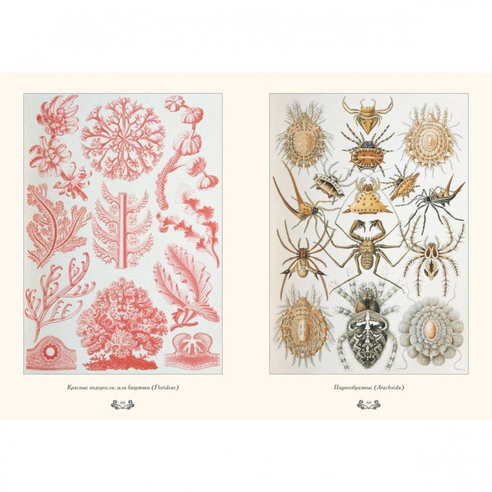 Красота форм в природе фото книги 6