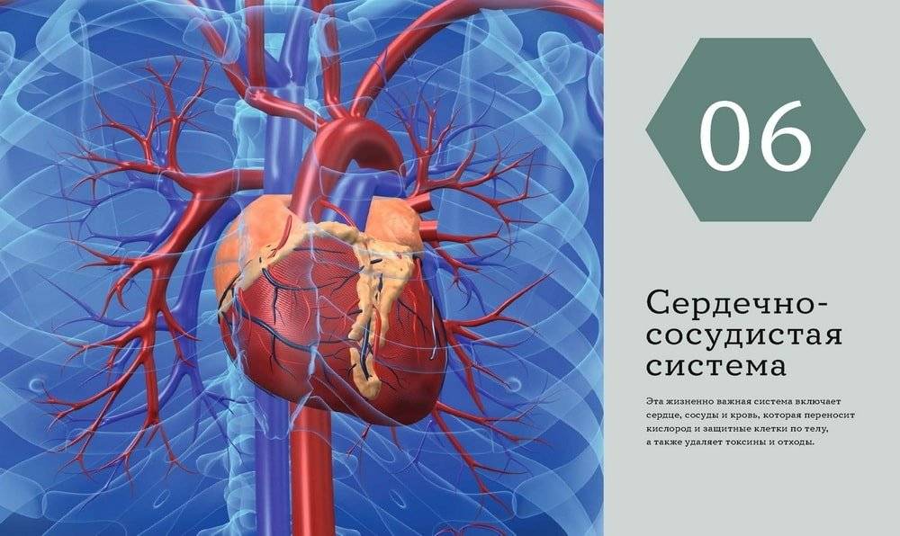 Анатомия человека. Визуальный гид по всем системам организма: норма и патологии фото книги 5