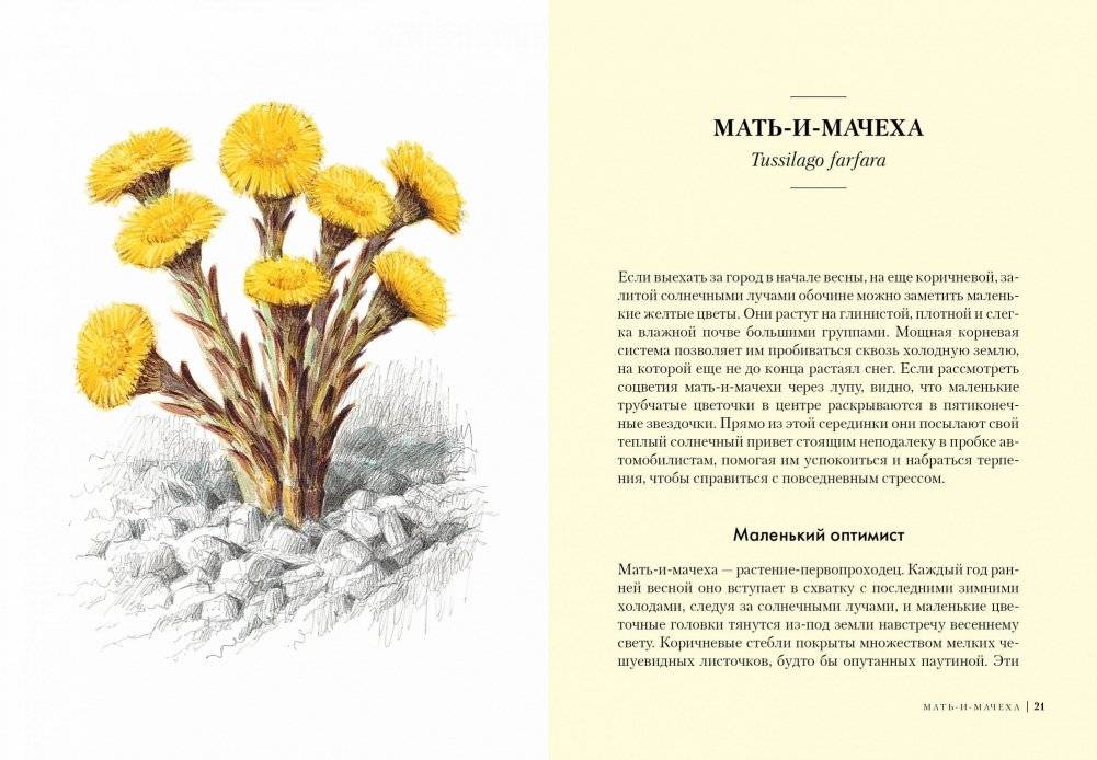 Травы. Природный источник жизненной силы фото книги 2