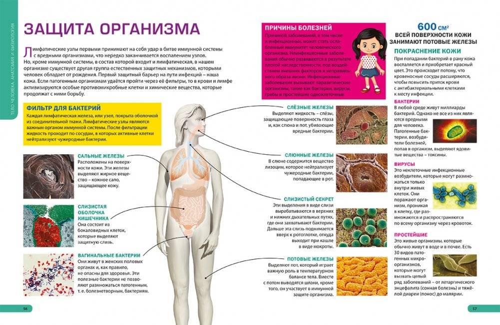 Детям о теле человека. Иллюстрированная энциклопедия фото книги 6