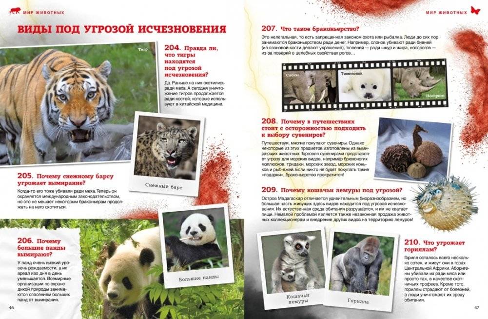 Мир животных: от актинии до ягуара фото книги 8
