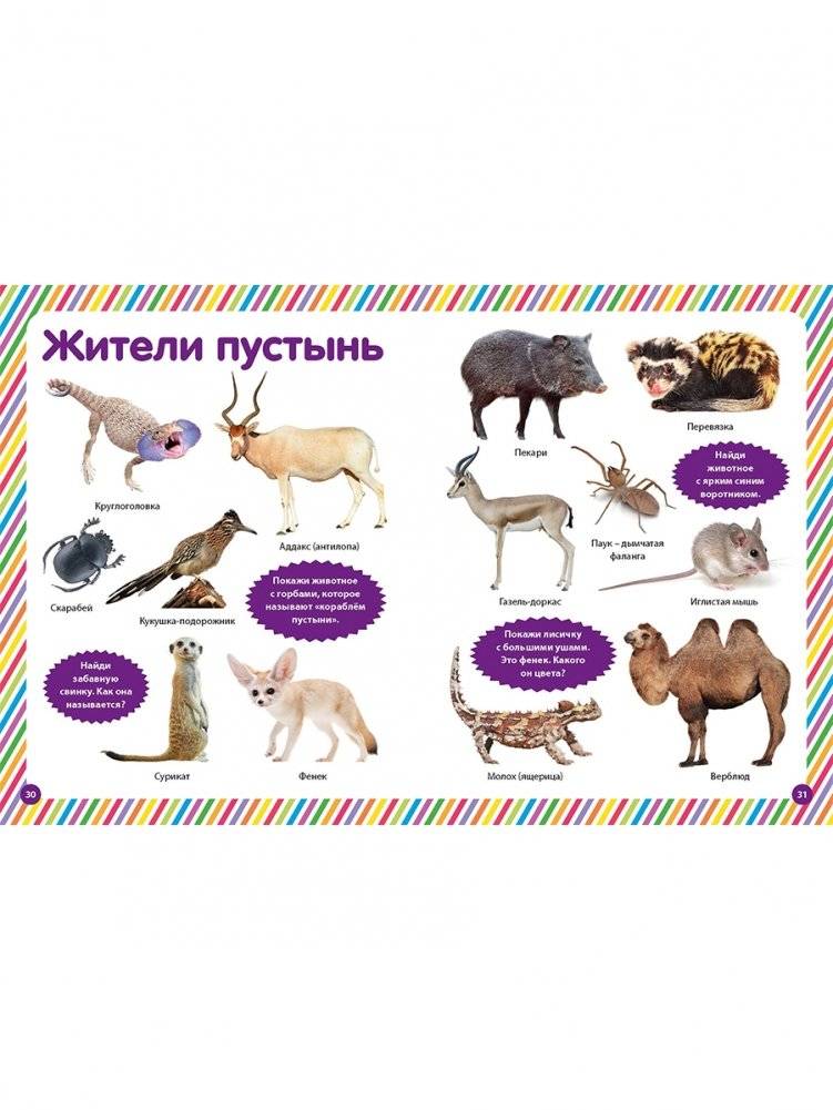 Фотокнига для малышей. Животный мир фото книги 7