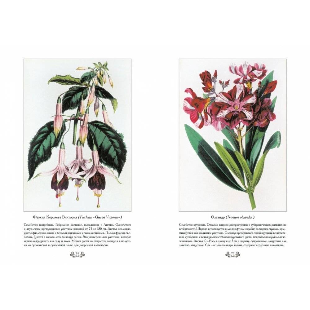 Самые красивые цветы. Дж. Пакстон фото книги 7
