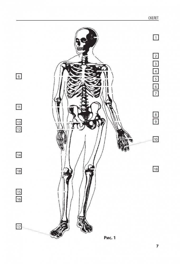 Анатомия человека. Компактный атлас-раскраска фото книги 6