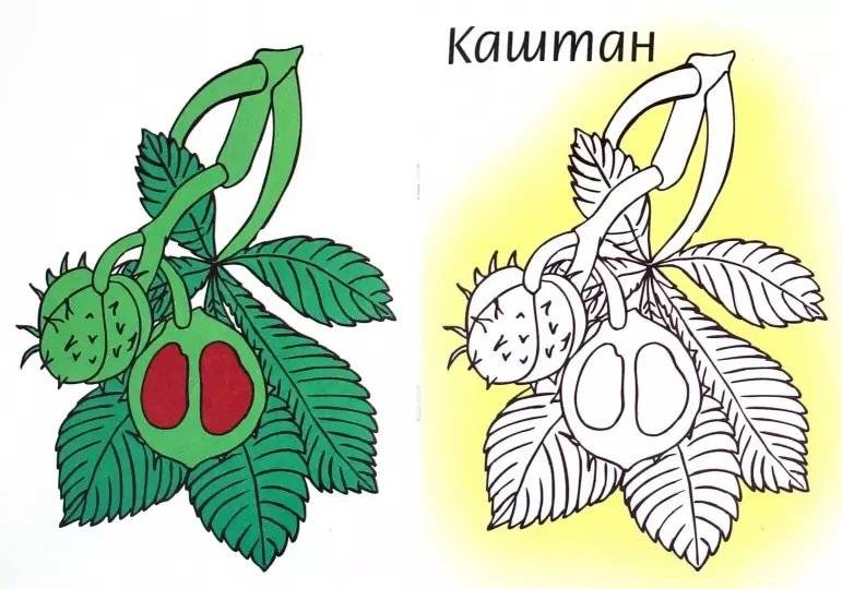 Плоды. Раскраска фото книги 2