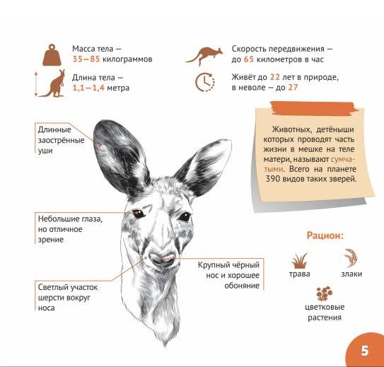 Уникальный мир Австралии и Океании фото книги 4