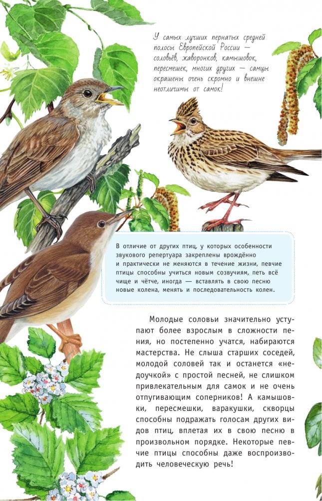 Певчие птицы. Средняя полоса европейской части России. Определитель с голосами птиц фото книги 5