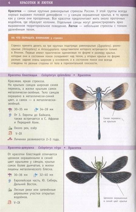 Насекомые России фото книги 2