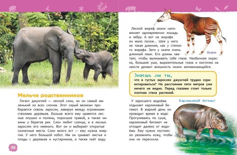 Джунгли. Энциклопедия для детского сада фото книги 4