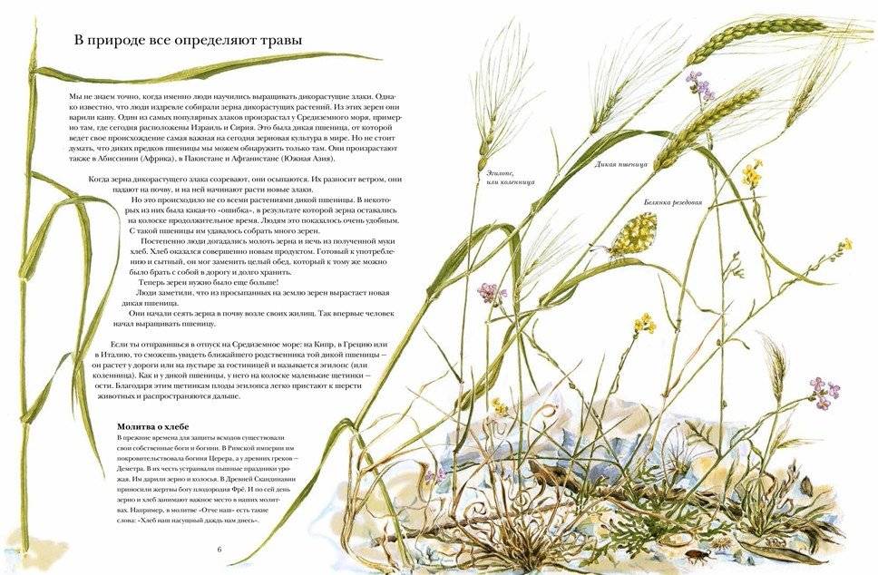 Книга злаков и трав фото книги 3