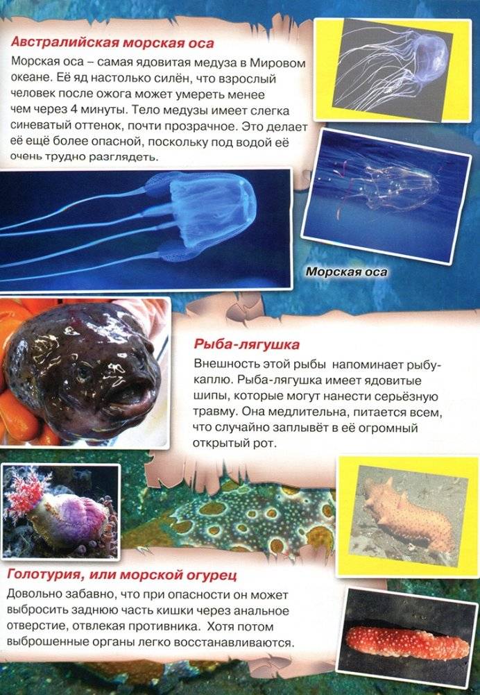 Атлас. Этот загадочный подводный мир фото книги 7