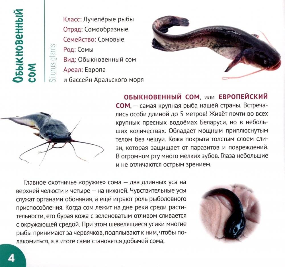 Реки и озёра Беларуси фото книги 5