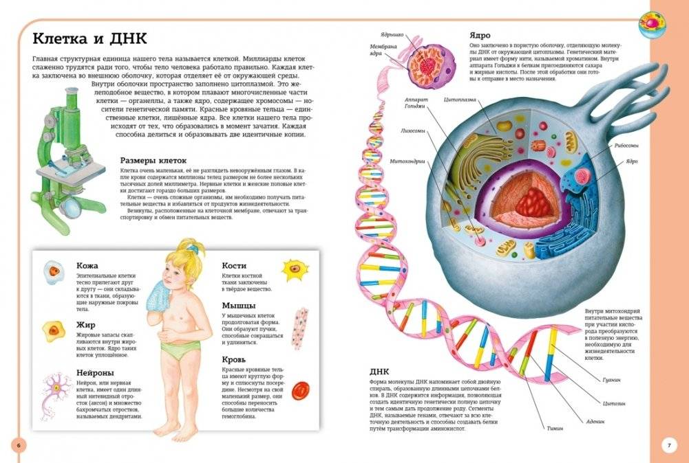 Первый атлас анатомии человека фото книги 3
