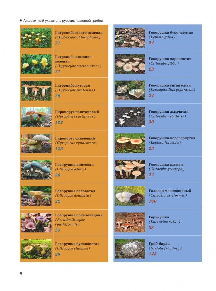 Большая энциклопедия. Грибы. Съедобные и несъедобные. Собираем и готовим. фото книги 7
