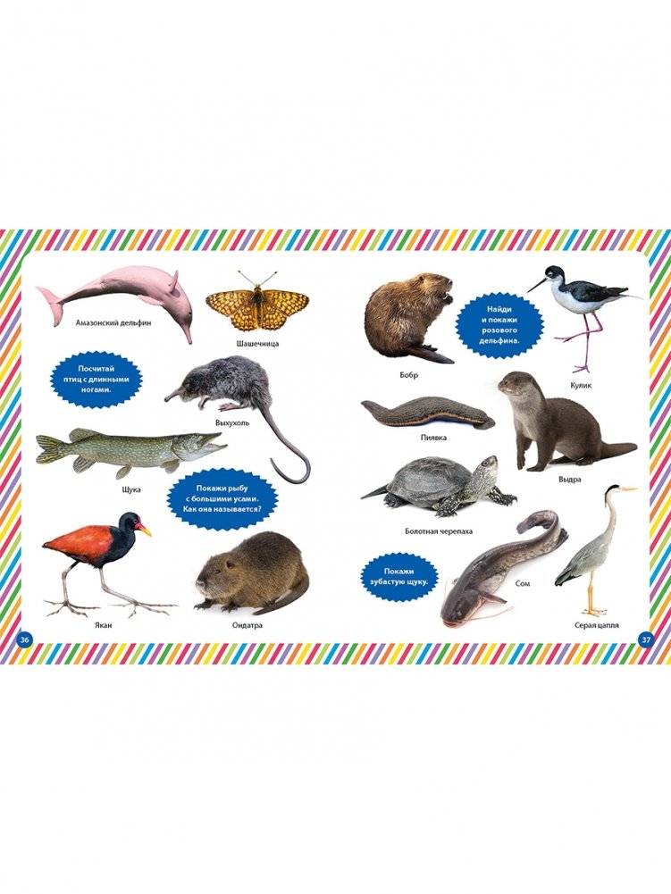 Фотокнига для малышей. Животный мир фото книги 8