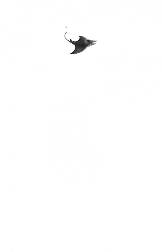 Секреты «Голубого рифа» (#5) фото книги 2