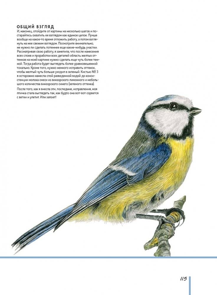 Волшебный мир Анны Мейсон. Рисуем природу. Все секреты реалистичной живописи фото книги 7