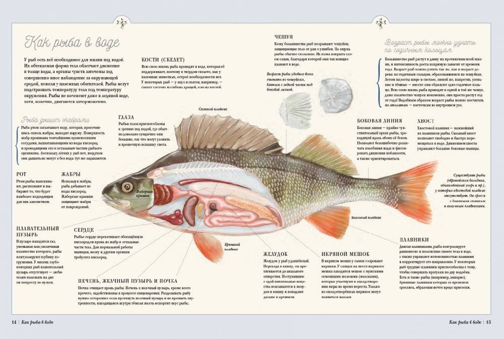 Муми-тролли на рыбалке фото книги 4