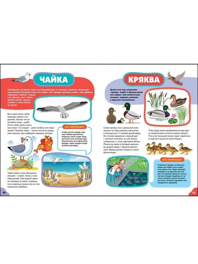 Птицы для самых маленьких. Лучшая энциклопедия для малышей фото книги 7