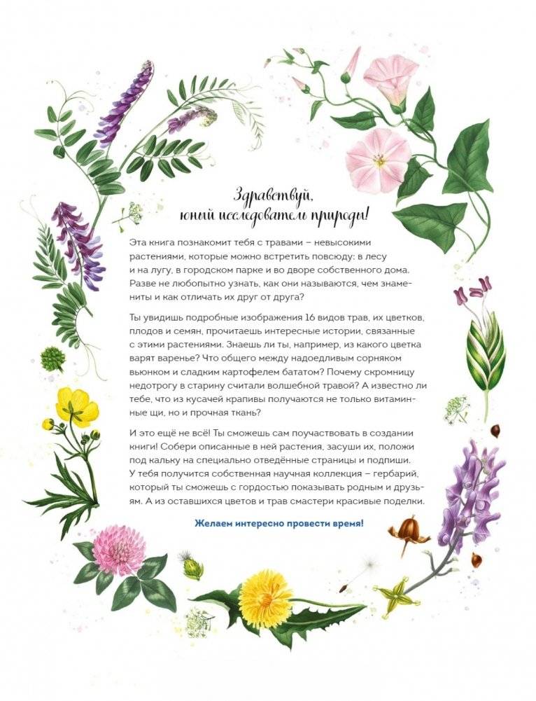 Мой гербарий. Цветы и травы фото книги 2