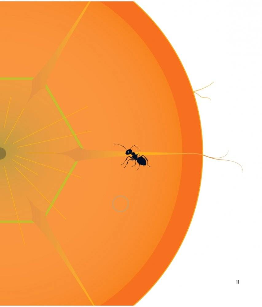 Что за овощ? фото книги 11