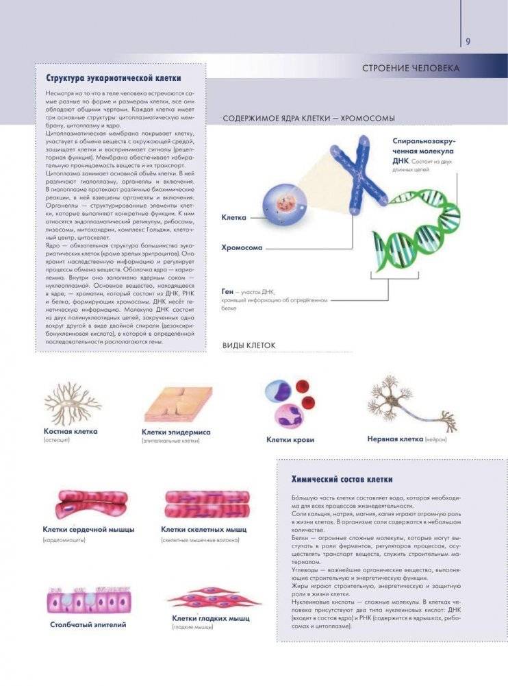 Анатомия человека. Большой популярный атлас фото книги 8