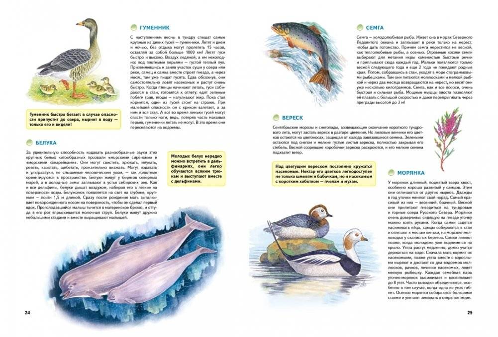 Природа России. Иллюстрированная энциклопедия фото книги 4