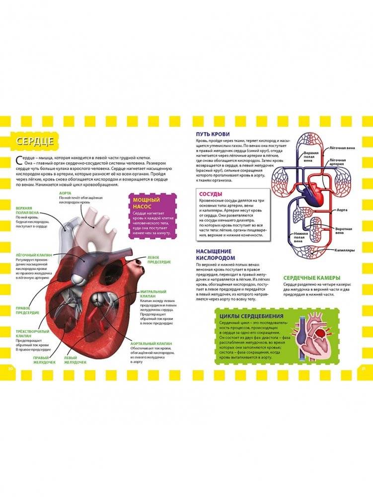 Как работает твоё тело. Детская энциклопедия фото книги 5