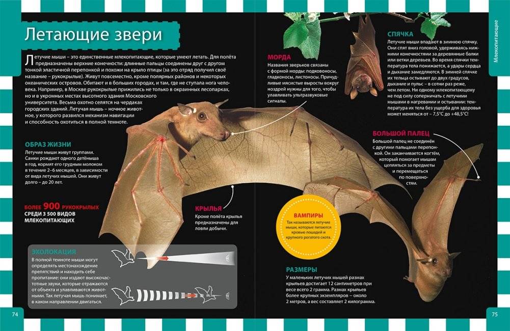 Российская энциклопедия для девочек и мальчиков фото книги 3