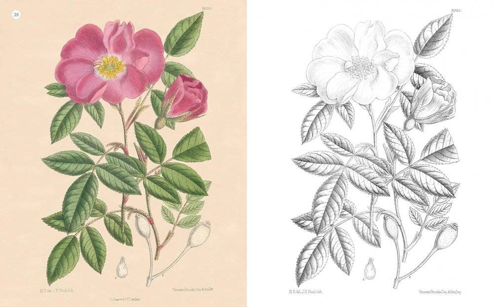 Kew Gardens Beautiful Flowers and Plants Colouring Book фото книги 4