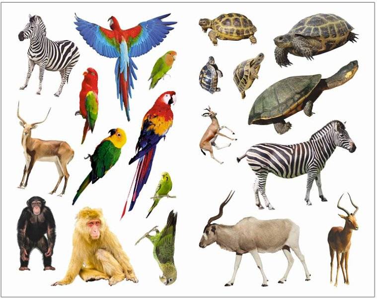 В Африке фото книги 4