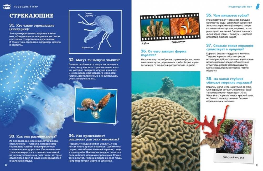 Подводный мир фото книги 4