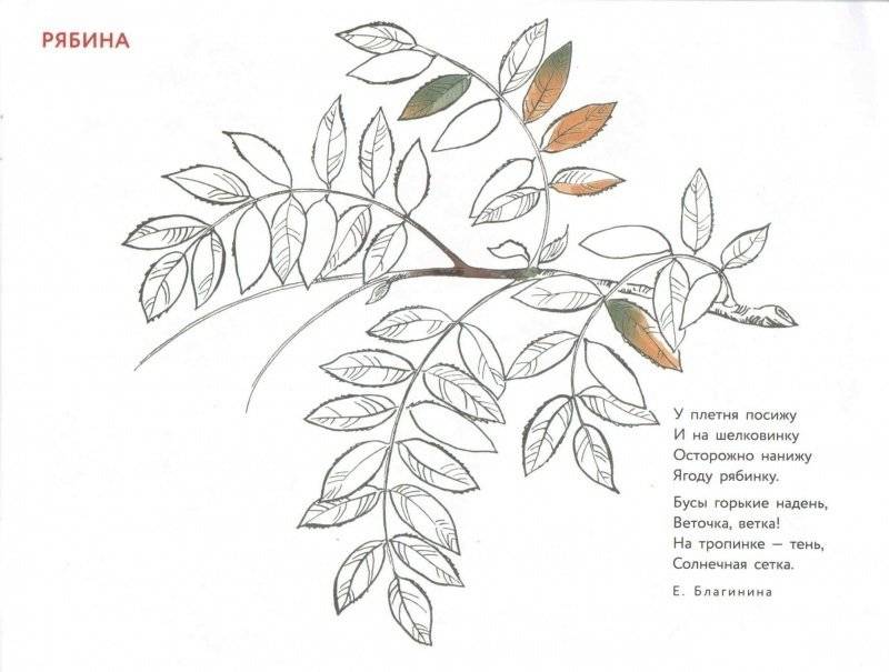 Альбом для раскрашивания. Угадай, нарисуй, раскрась фото книги 4