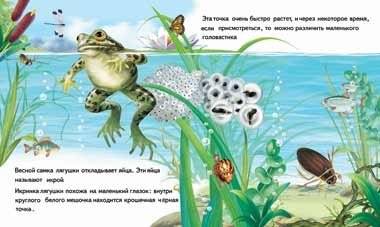 Как появляется лягушка фото книги 2