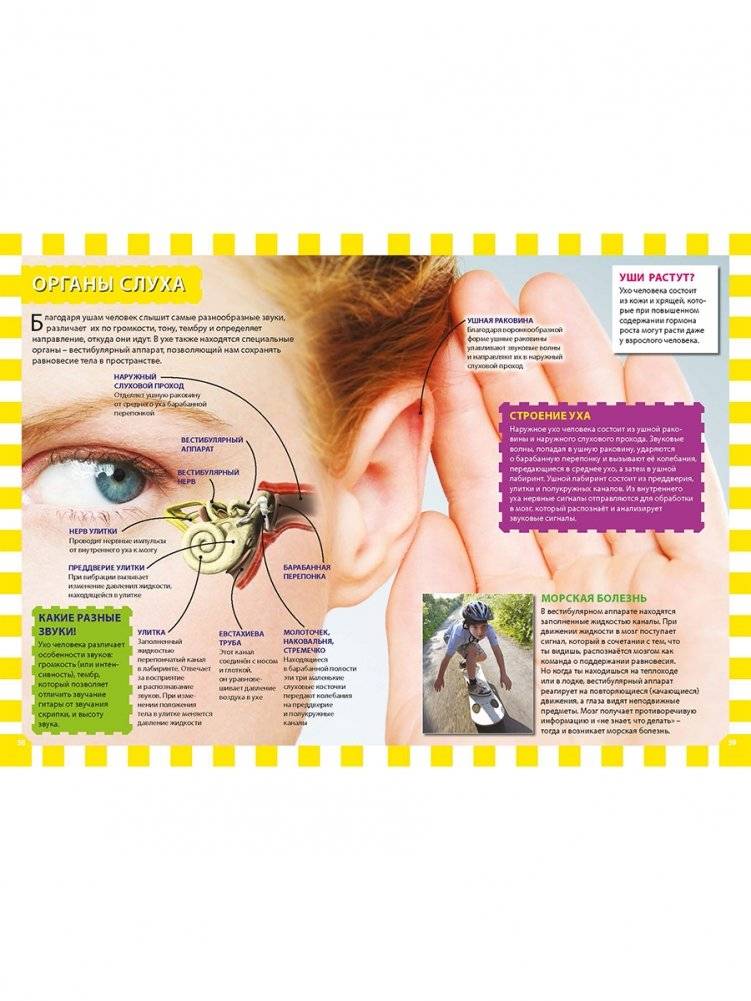 Как работает твоё тело. Детская энциклопедия фото книги 9