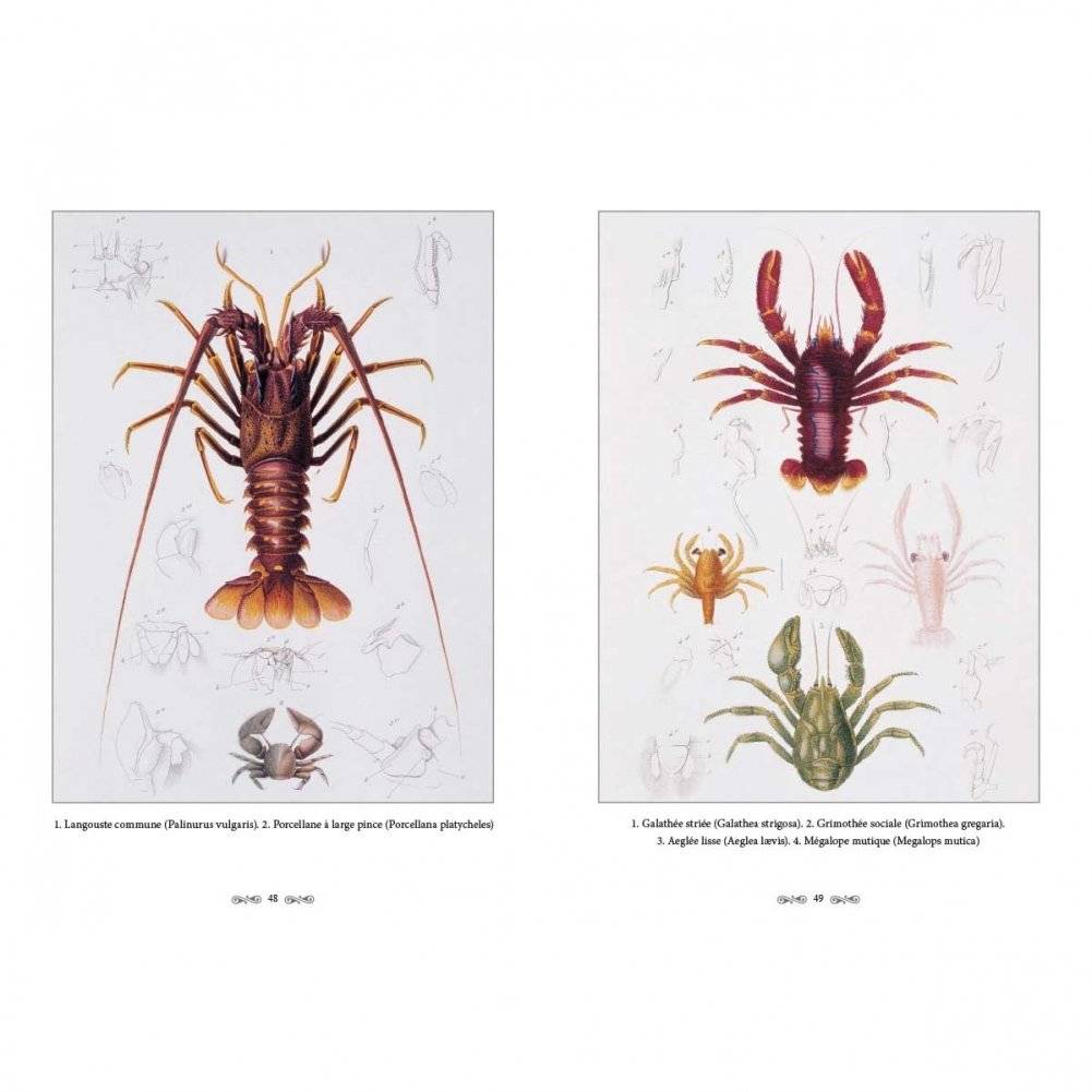 Ж.-Л. Кювье. Царство животных. Членистые. Ракообразные фото книги 7